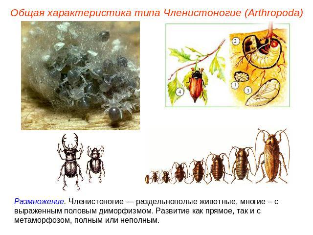 Общая характеристика типа Членистоногие (Arthropoda) Размножение. Членистоногие — раздельнополые животные, многие – с выраженным половым диморфизмом. Развитие как прямое, так и с метаморфозом, полным или неполным.