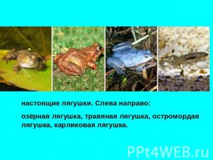 настоящие лягушки. Слева направо: озёрная лягушка, травяная лягушка, остромордая