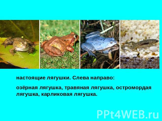 настоящие лягушки. Слева направо: озёрная лягушка, травяная лягушка, остромордая лягушка, карликовая лягушка.