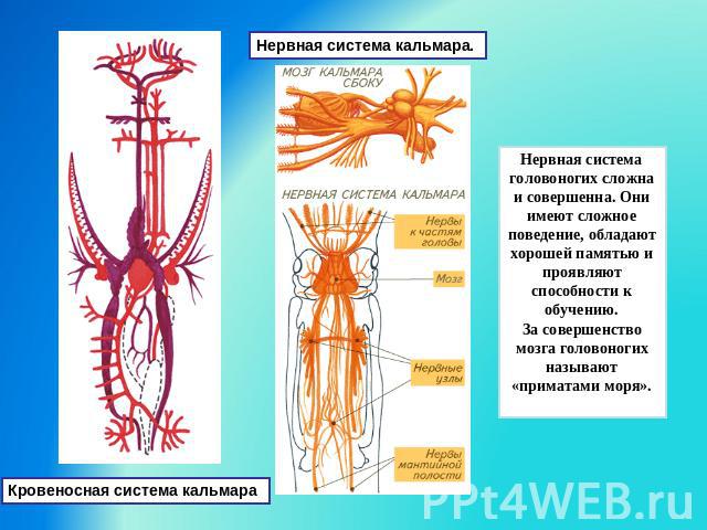 Нервная система кальмара. Кровеносная система кальмара Нервная система головоногих сложна и совершенна. Они имеют сложное поведение, обладают хорошей памятью и проявляют способности к обучению. За совершенство мозга головоногих называют «приматами моря».