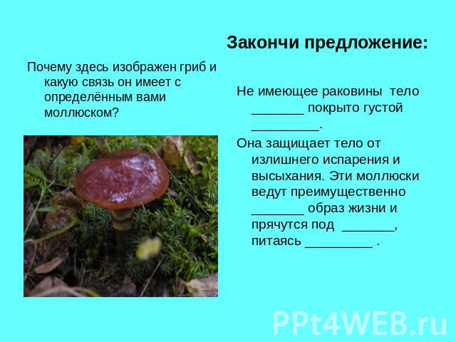 Закончи предложение: Почему здесь изображен гриб и какую связь он имеет с определённым вами моллюском?Не имеющее раковины тело _______ покрыто густой _________.Она защищает тело от излишнего испарения и высыхания. Эти моллюски ведут преимущественно …