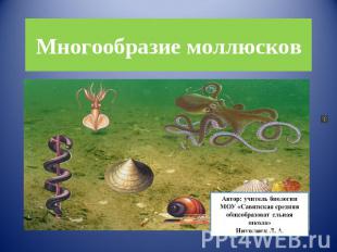 Многообразие моллюсков Автор: учитель биологииМОУ «Савинская средняя общеобразов