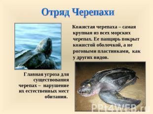 Отряд Черепахи Кожистая черепаха – самая крупная из всех морских черепах. Ее пан