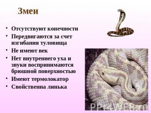 Змеи Отсутствуют конечностиПередвигаются за счет изгибания туловищаНе имеют векН