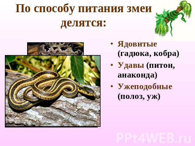 По способу питания змеи делятся: Ядовитые (гадюка, кобра)Удавы (питон, анаконда)Ужеподобные (полоз, уж)