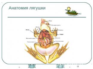 Анатомия лягушки