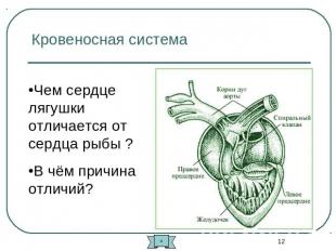 Кровеносная система Чем сердце лягушки отличается от сердца рыбы ?В чём причина