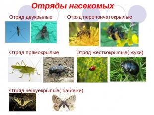 Отряды насекомых