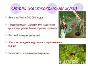 Отряд Жесткокрылые( жуки) Всего на Земле 300 000 видовПредставители- майский жук