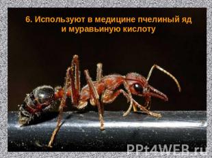 6. Используют в медицине пчелиный яд и муравьиную кислоту