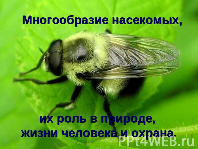 Многообразие насекомых, их роль в природе, жизни человека и охрана.