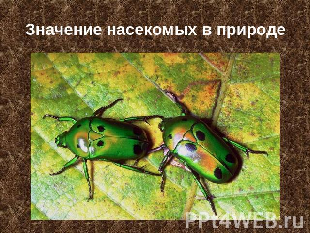 Значение насекомых в природе