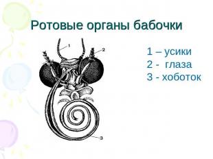 Ротовые органы бабочки 1 – усики2 - глаза3 - хоботок
