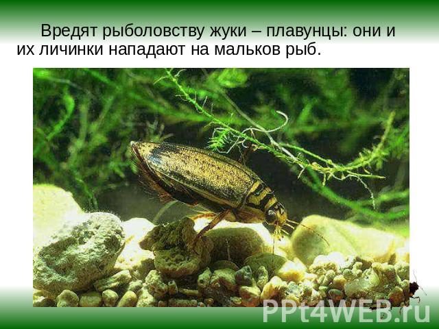 Вредят рыболовству жуки – плавунцы: они и их личинки нападают на мальков рыб.