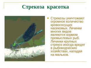 Стрекоза красотка Стрекозы уничтожают огромное количество кровососущих насекомых