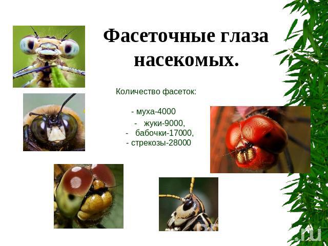 Фасеточные глаза насекомых. Количество фасеток: - муха-4000 - жуки-9000, - бабочки-17000, - стрекозы-28000