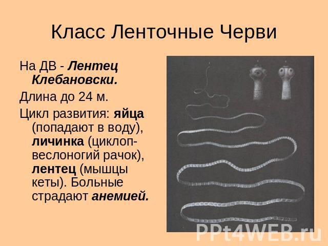 Класс Ленточные Черви На ДВ - Лентец Клебановски.Длина до 24 м.Цикл развития: яйца (попадают в воду), личинка (циклоп-веслоногий рачок), лентец (мышцы кеты). Больные страдают анемией.