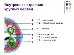 Внутреннее строение круглых червей 1 – эктодерма2 – продольные мышцы3 –яичник4 –