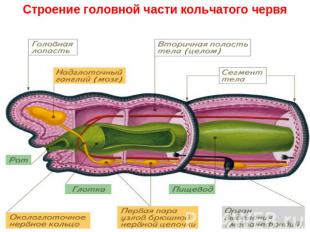 Строение головной части кольчатого червя