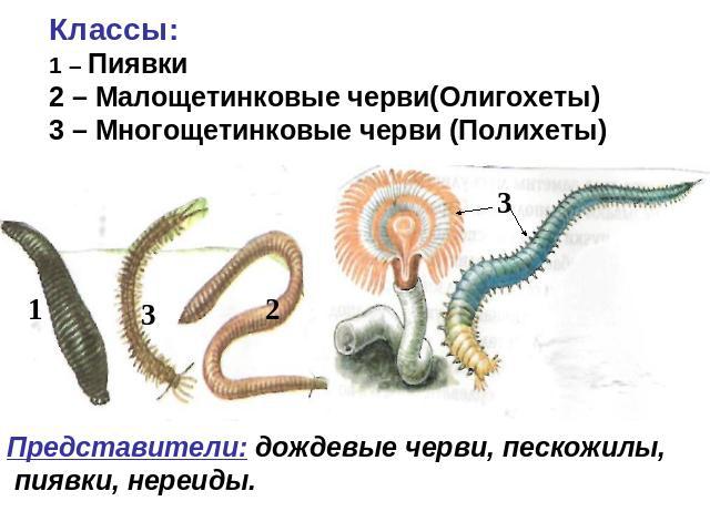 Классы: 1 – Пиявки2 – Малощетинковые черви(Олигохеты) 3 – Многощетинковые черви (Полихеты) Представители: дождевые черви, пескожилы, пиявки, нереиды.