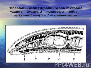 Продольный разрез передней части дождевого червя: 1 — глотка; 2 — пищевод: 3 — з