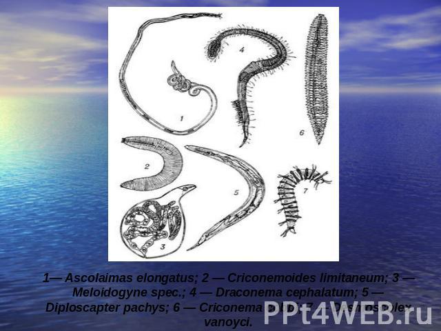 1— Ascolaimas elongatus; 2 — Criconemoides limitaneum; 3 — Meloidogyne spec.; 4 — Draconema cephalatum; 5 — Diploscapter pachys; 6 — Criconema cobbi; 7 — Desmoscolex vanoyci.