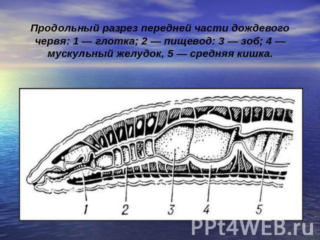 Продольный разрез передней части дождевого червя: 1 — глотка; 2 — пищевод: 3 — зоб; 4 — мускульный желудок, 5 — средняя кишка.