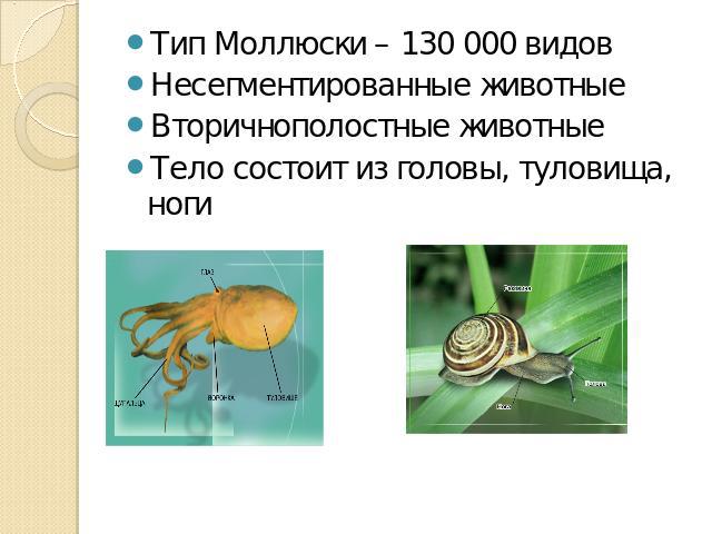 Тип Моллюски – 130 000 видовНесегментированные животныеВторичнополостные животныеТело состоит из головы, туловища, ноги