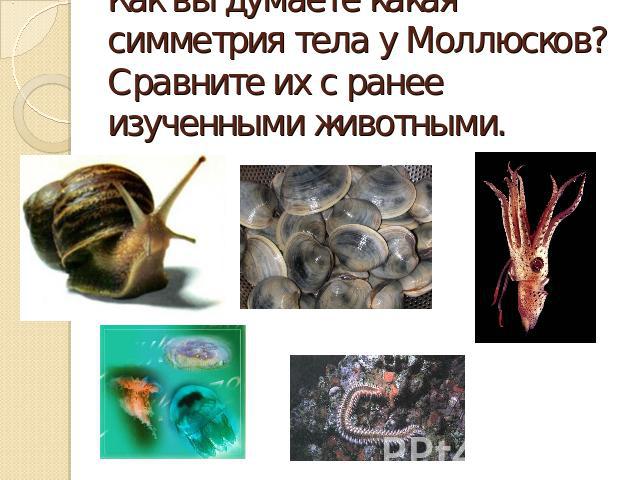 Как вы думаете какая симметрия тела у Моллюсков? Сравните их с ранее изученными животными.
