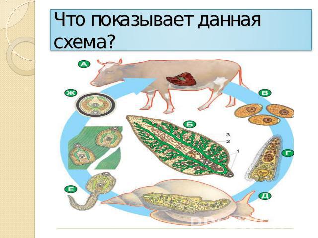 Что показывает данная схема?