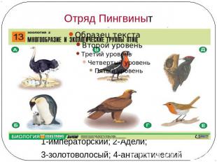 Отряд Пингвиныт пингвины: 1-императорский; 2-Адели; 3-золотоволосый; 4-антарктич