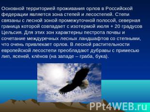 Основной территорией проживания орлов в Российской федерации является зона степе