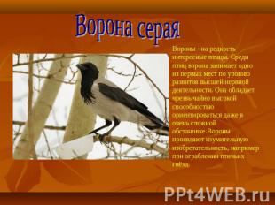 Ворона серая Вороны - на редкость интересные птицы. Среди птиц ворона занимает о