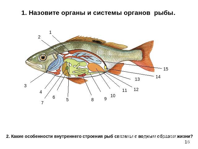 1. Назовите органы и системы органов рыбы.2. Какие особенности внутреннего строения рыб связаны с водным образом жизни?