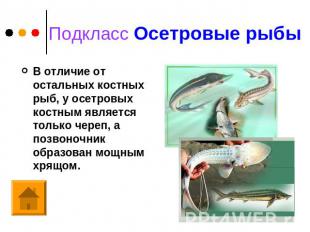 Подкласс Осетровые рыбы В отличие от остальных костных рыб, у осетровых костным