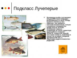Подкласс Лучеперые Лучеперые рыбы составляют свыше 95% ныне живущих рыбообразных