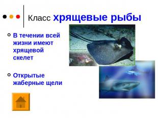 Класс хрящевые рыбы В течении всей жизни имеют хрящевой скелет Открытые жаберные