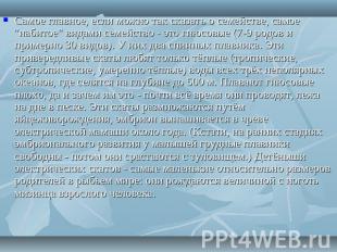 Самое главное, если можно так сказать о семействе, самое "набитое" видами семейс