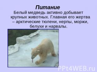 Питание Белый медведь активно добывает крупных животных. Главная его жертва – ар