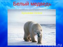 Белый медведь 8 класс