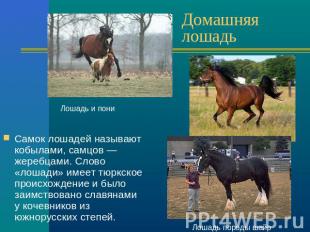 Домашняя лошадь Самок лошадей называют кобылами, самцов — жеребцами. Слово «лоша