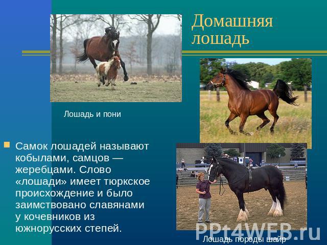 Домашняя лошадь Самок лошадей называют кобылами, самцов — жеребцами. Слово «лошади» имеет тюркское происхождение и было заимствовано славянами у кочевников из южнорусских степей.