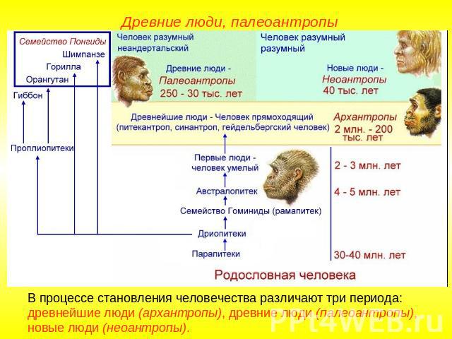 Древние люди, палеоантропы В процессе становления человечества различают три периода: древнейшие люди (архантропы), древние люди (палеоантропы), новые люди (неоантропы).