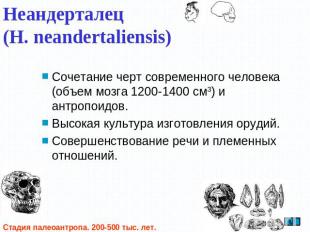 Неандерталец (H. neandertaliensis)Сочетание черт современного человека (объем мо