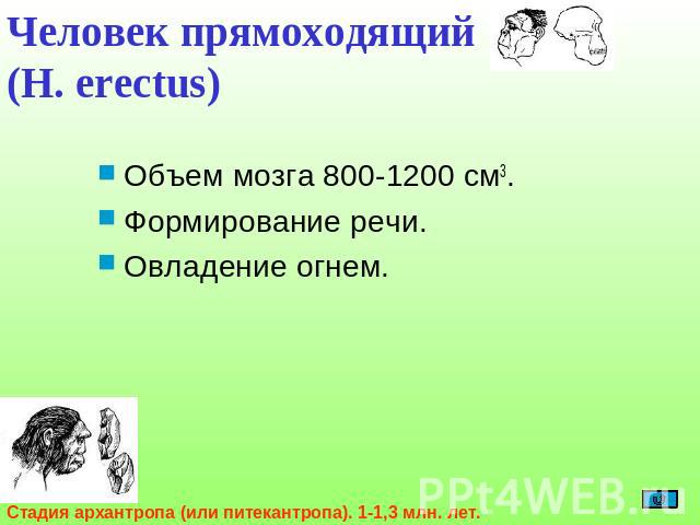 Человек прямоходящий (H. erectus) Объем мозга 800-1200 см3.Формирование речи.Овладение огнем.