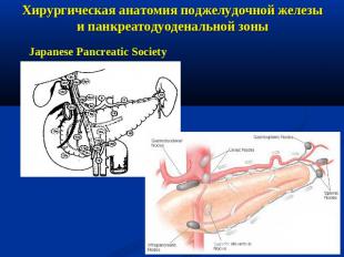 Хирургическая анатомия поджелудочной железы и панкреатодуоденальной зоны
