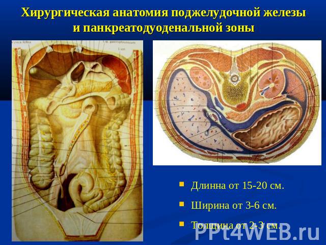 Хирургическая анатомия поджелудочной железы и панкреатодуоденальной зоны Длинна от 15-20 см.Ширина от 3-6 см.Толщина от 2-3 см.
