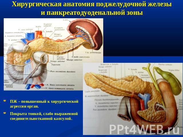 Хирургическая анатомия поджелудочной железы и панкреатодуоденальной зоны ПЖ – повышенный к хирургической агрессии орган.Покрыта тонкой, слабо выраженной соединительнотканной капсулой.