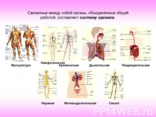 Связанные между собой органы, объединённые общей работой, составляют систему орг