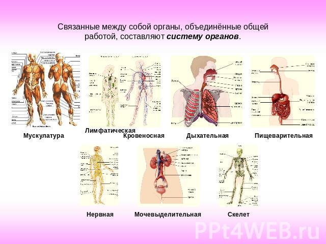 Связанные между собой органы, объединённые общей работой, составляют систему органов.